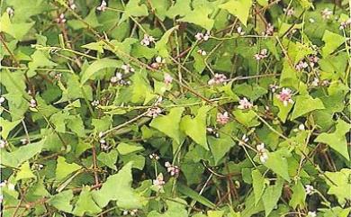 Persicaria senticosa (Meisn.) H. Gross ex Nakai 刺蓼