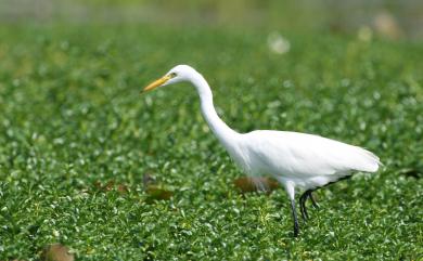 Ardea intermedia Wagler, 1829 中白鷺