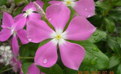 Catharanthus roseus 長春花