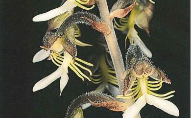 Anoectochilus formosanus Hayata 臺灣金線蓮