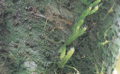 Aerobryidium filamentosum (Hook.) Fleisch., 1906 毛扭粗苔