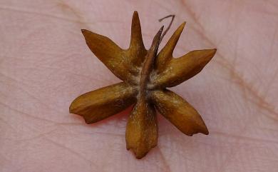 Tristellateia australasiae A.Rich. 三星果藤