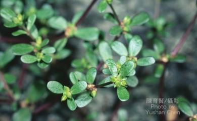 Portulaca oleracea L. 馬齒莧