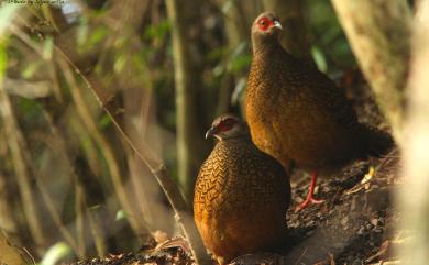 Lophura swinhoii (Gould, 1863) 藍腹鷴