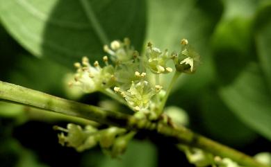 Flueggea virosa 密花白飯樹