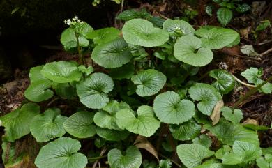 Eutrema japonica (Miq.) Koidz. 山葵