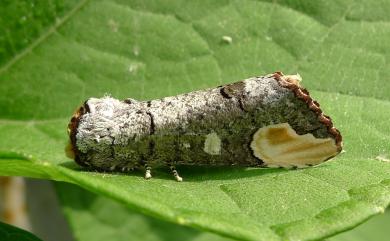 Phalera angustipennis (Matsumura, 1919) 窄掌舟蛾