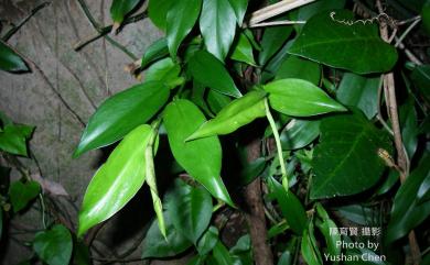 Pothos chinensis (Raf.) Merr. 柚葉藤