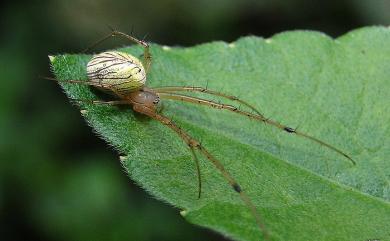 Tylorida striata (Thorell, 1877) 條紋高腹蛛