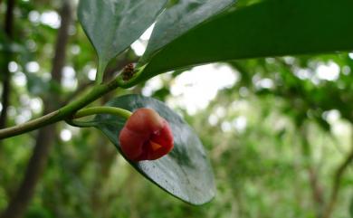 Illicium arborescens Hayata 臺灣八角