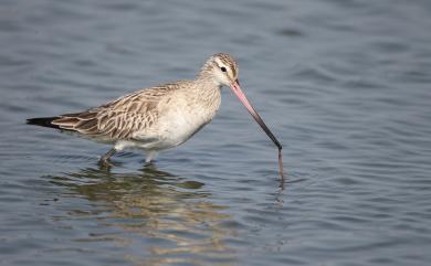 Limosa lapponica baueri 斑尾鷸