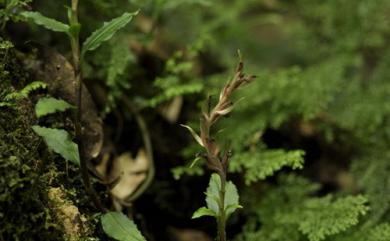Goodyera foliosa (Lindl.) Benth. ex C.B.Clarke 高嶺斑葉蘭