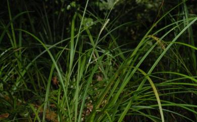 Carex alopecuroides 川上氏薹