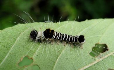 Euproctis kanshireia Wileman, 1910 頂斑黃毒蛾