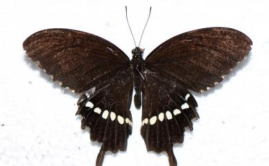 Papilio polytes polytes Linnaeus, 1758 玉帶鳳蝶