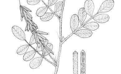 Indigofera hirsuta L. 毛木藍