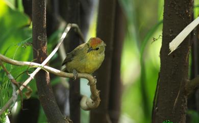 Cyanoderma ruficeps praecognitum (Swinhoe, 1866) 山紅頭