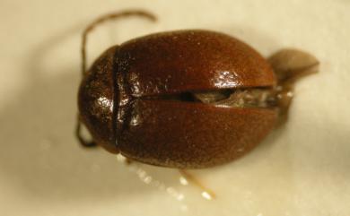 Dicranopselaphus nantai Lee & Yang, 1996 臺灣網紋扁泥蟲