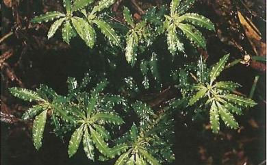 Huperzia myriophyllifolia (Hayata) Holub 阿里山千層塔