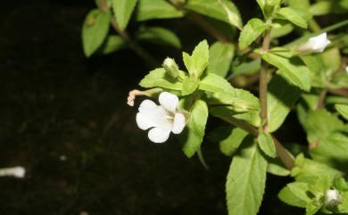 Limnophila aromaticoides 擬紫蘇草