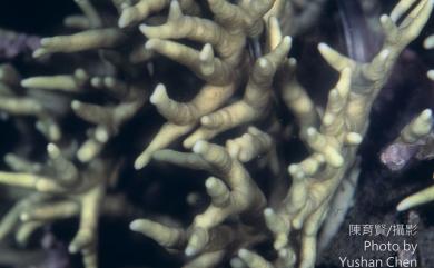 Millepora intricata Milne Edwards & Haime, 1860 複雜千孔珊瑚