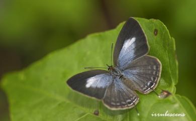 Nacaduba kurava therasia Fruhstorfer, 1916 大娜波灰蝶