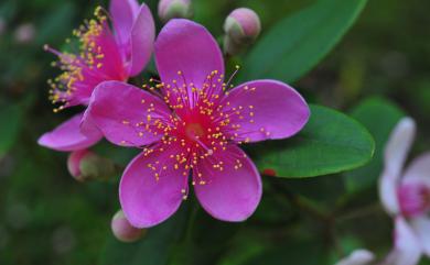 Rhodomyrtus tomentosa (Aiton) Hassk. 桃金孃