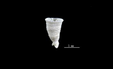 Aulocyathus recidivus (Dennant, 1906) 多變柱杯珊瑚