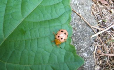 Oides decempunctata (Billberg, 1808) 十星偽瓢螢金花蟲