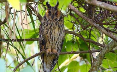 Asio otus otus (Linnaeus, 1758) 長耳鴞