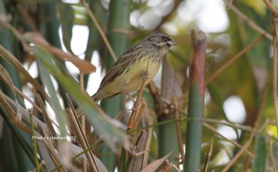 Emberiza spodocephala sordida (Blyth, 1844) 黑臉鵐(華南亞種)