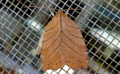 Macrochthonia fervens Butler, 1881