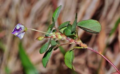 Grona heterophylla (Willd.) H.Ohashi & K.Ohashi 變葉山螞蝗