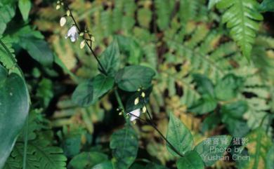 Codonacanthus pauciflorus (Nees) Nees 針刺草