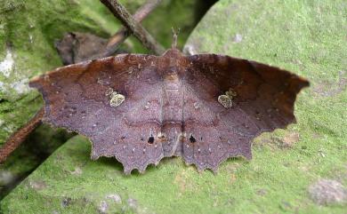 Eutrogia morosa Moore, 1882