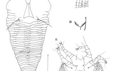 Pentaconvexus taiwanensis Huang, 2001 臺灣五凸節蜱