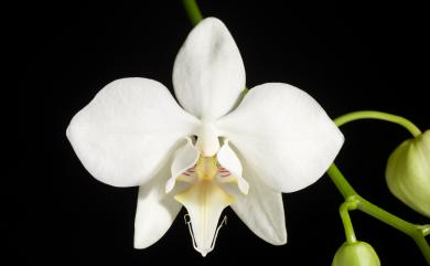 Phalaenopsis formosana (Christenson) J.M.H.Shaw 白蝴蝶蘭