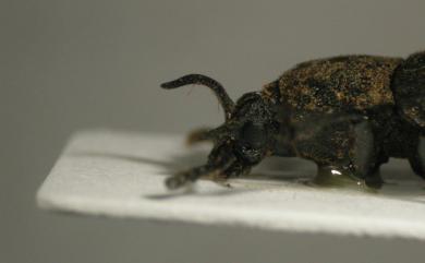 Taiwanocryphaeus rhinoceros Masumoto, 1996 彎角台刺擬步行蟲