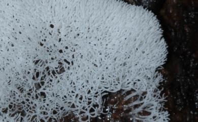 Ceratiomyxa 鵝絨黏菌屬