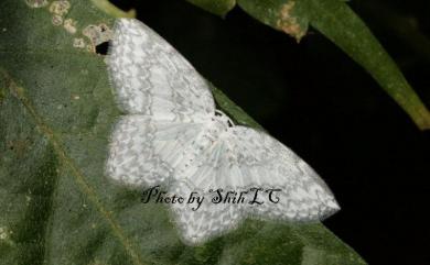 Leucodrepana serratilinea Wileman, 1917 波帶白鉤蛾