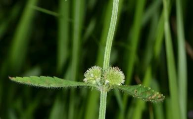 Hyptis brevipes Poit. 短柄香苦草