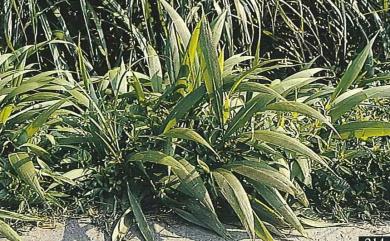 Setaria palmifolia 棕葉狗尾草