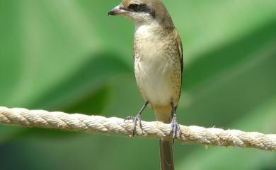 Lanius cristatus Linnaeus, 1758 紅尾伯勞