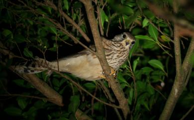 Falco tinnunculus interstinctus (McClelland, 1840) 紅隼(普通亞種)