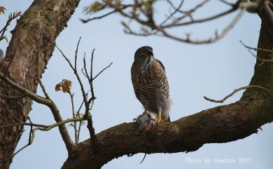 Accipiter trivirgatus formosae Mayr, 1949 鳳頭蒼鷹(台灣特有亞種)