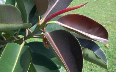 Ficus elastica Roxb. ex Hornem. 印度橡膠樹