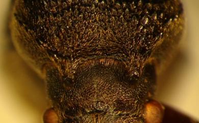 Heterobostrychus haematipennis (Lesne, 1895)