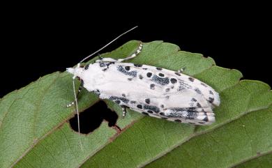 Heterogymna ochrogramma Meyrick, 1913 蛀果蛾