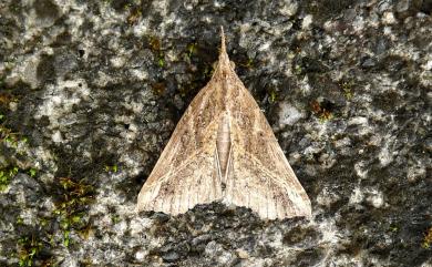 Hypena lignealis Walker, 1866