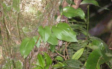 Liparis cordifolia 心葉羊耳蒜